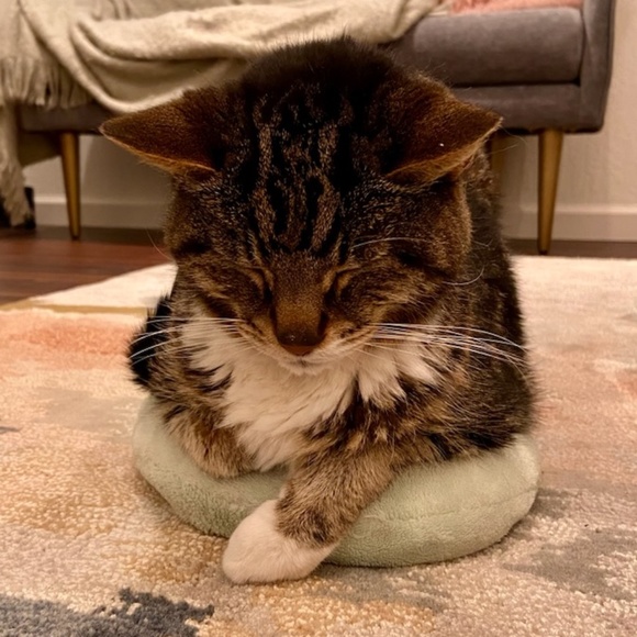 Meet your Posher, Carissa - Picture 1 of 1